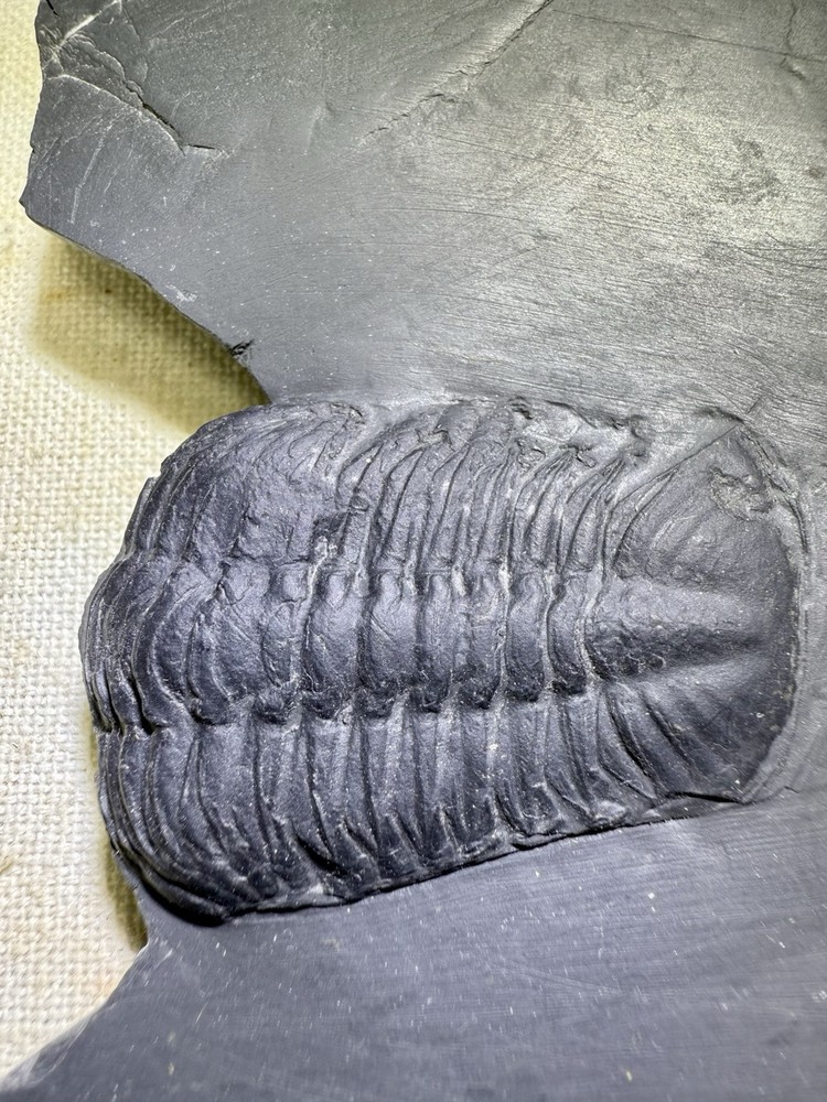 NICE Chotecops Trilobite ~ Bundenbach Germany ~ Devonian Period