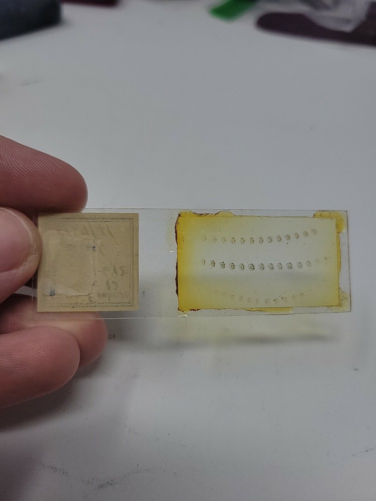 Vintage Microscope Slide 1941