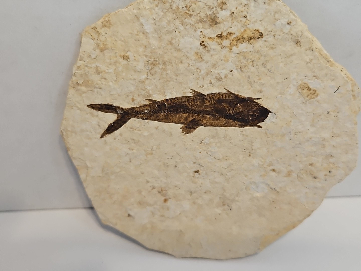 Knightia (Fresh Water Herring) Green River Formation Kemmerer WY Fossil 2 Sided