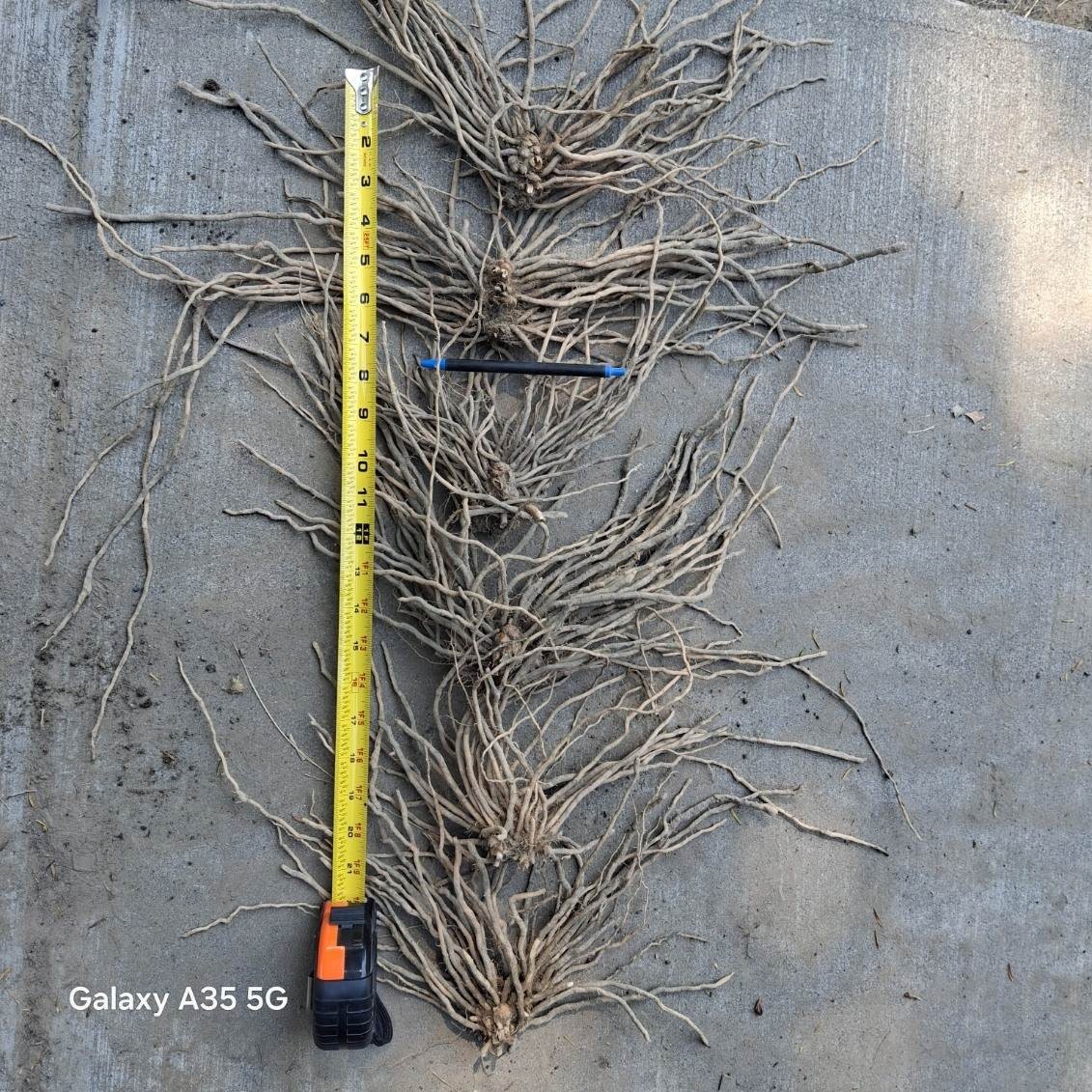 Ten Extra Large 3rd YEAR ASPARAGUS ROOTS