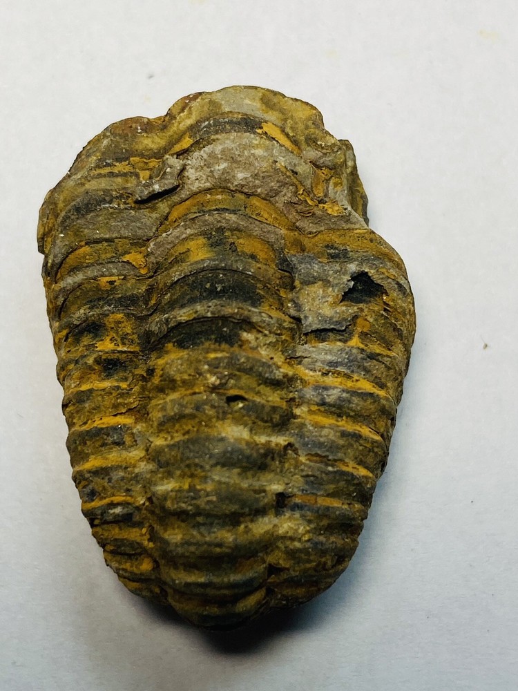 trilobite fossil