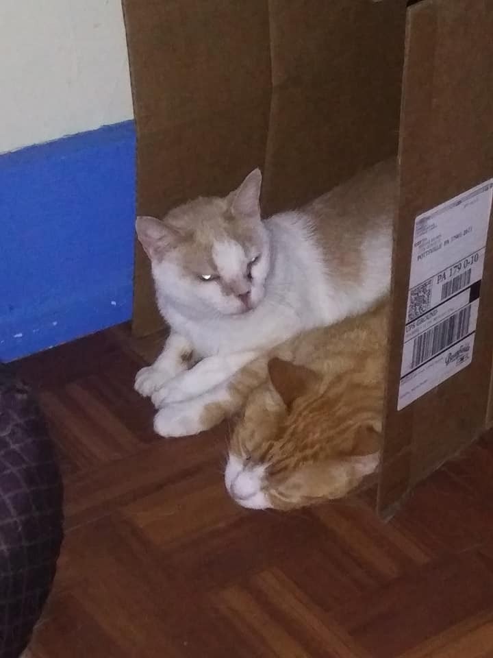 Campo del Cielo Meteorite Slabs – Lot of 2 – Authentic Iron Meteorites – Charity