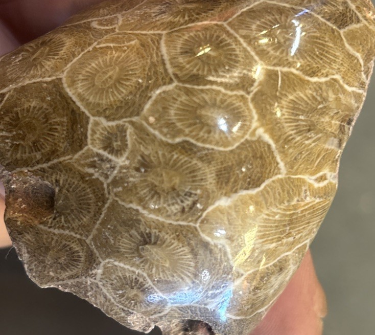 Petrified Coral End Polished
