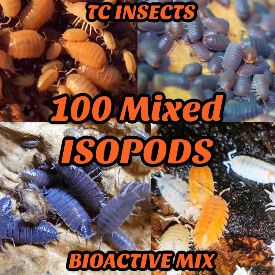 ☆100ct MIXED SPECIES ISOPODS FEEDER Bioactive Isopod Vivarium Pillbug Roly Poly☆