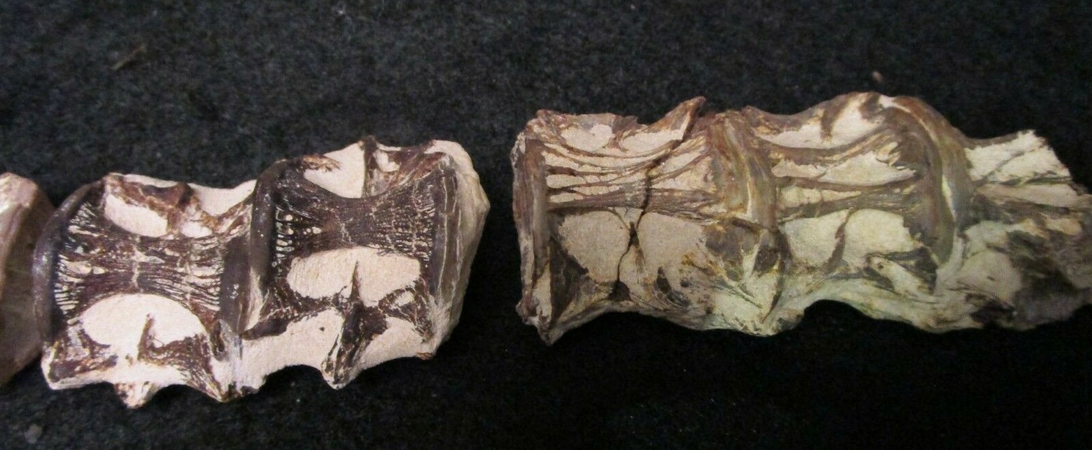 * Cretaceous Cimolichtys Fossil Fish Spine 14 Vertebrae Kansas Niobrara