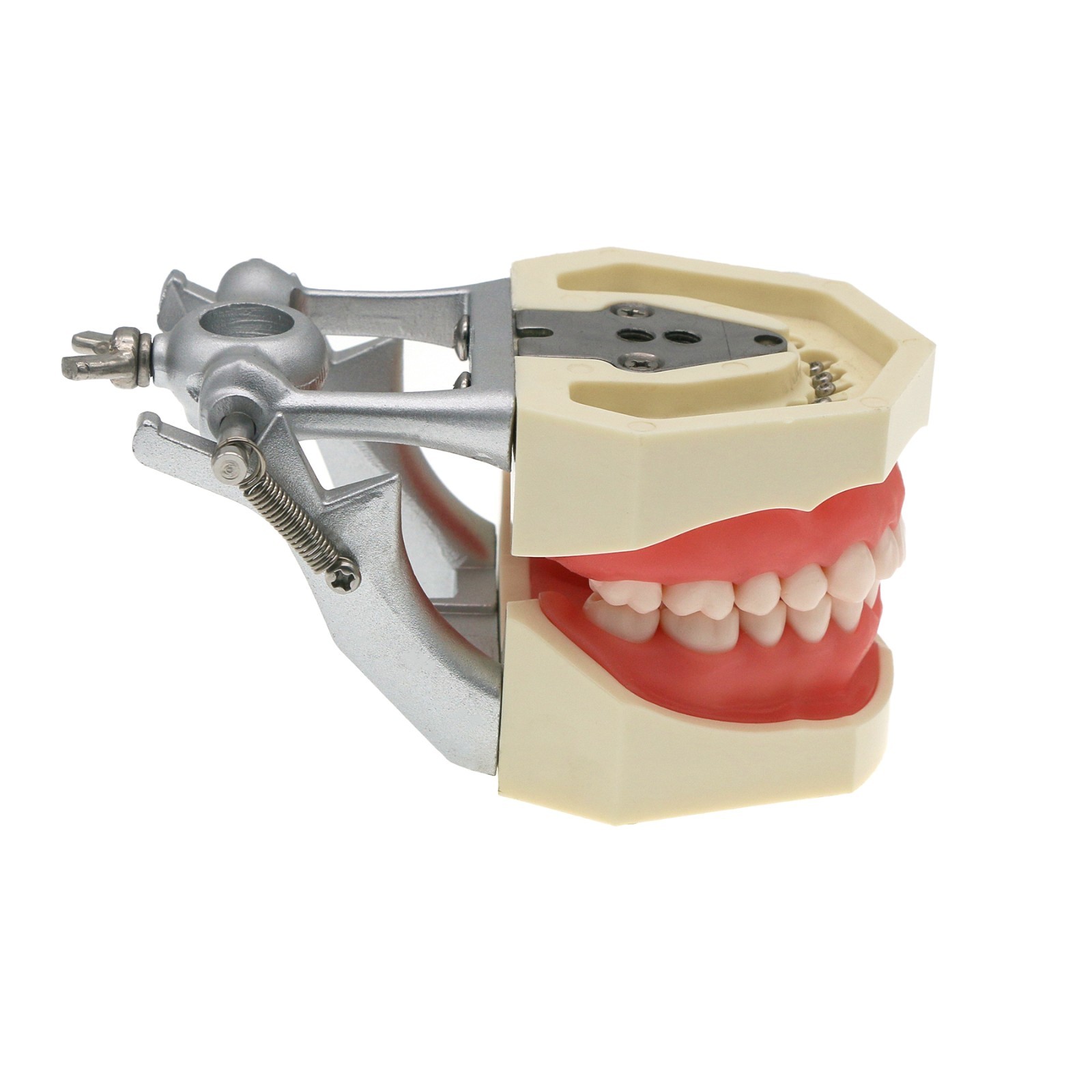 Kilgore Nissin 200/500 Dental Typodont Model With Removable Teeth Mounting Pole