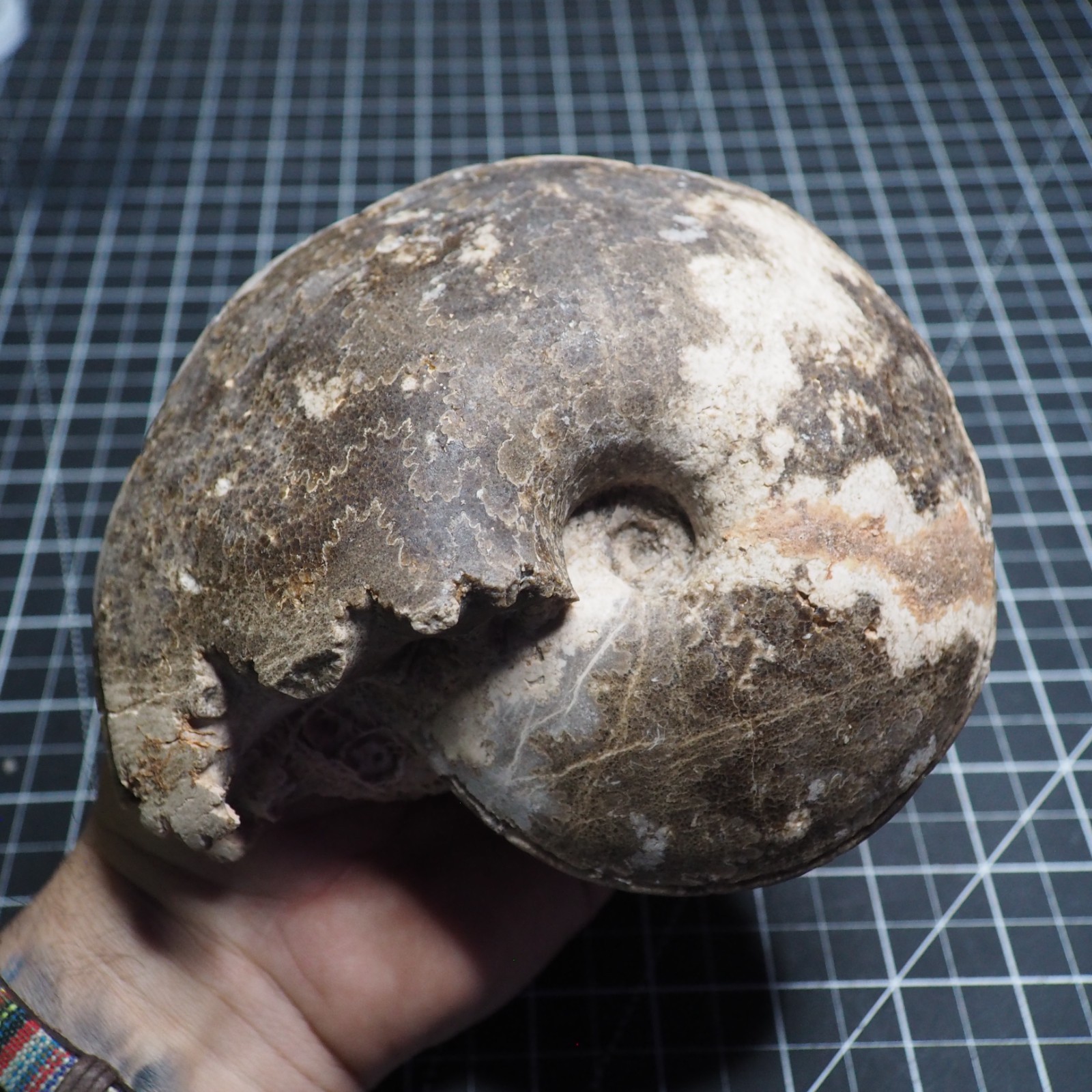 Study Specimen Choffaticeras Ammonite 155 mm 1.7 kg Fossil Siphuncle Cretaceous