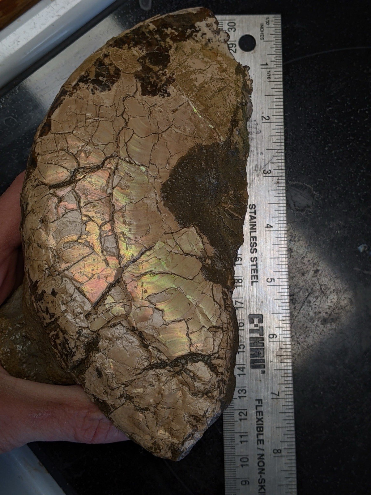 Rare,HUGE 7.25” Texas Fossil Ammonite, Placenticeras Sp! “Ammolite” Iridescence!