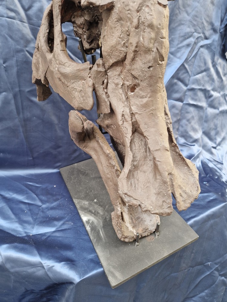 Androsaurus Head Fossil