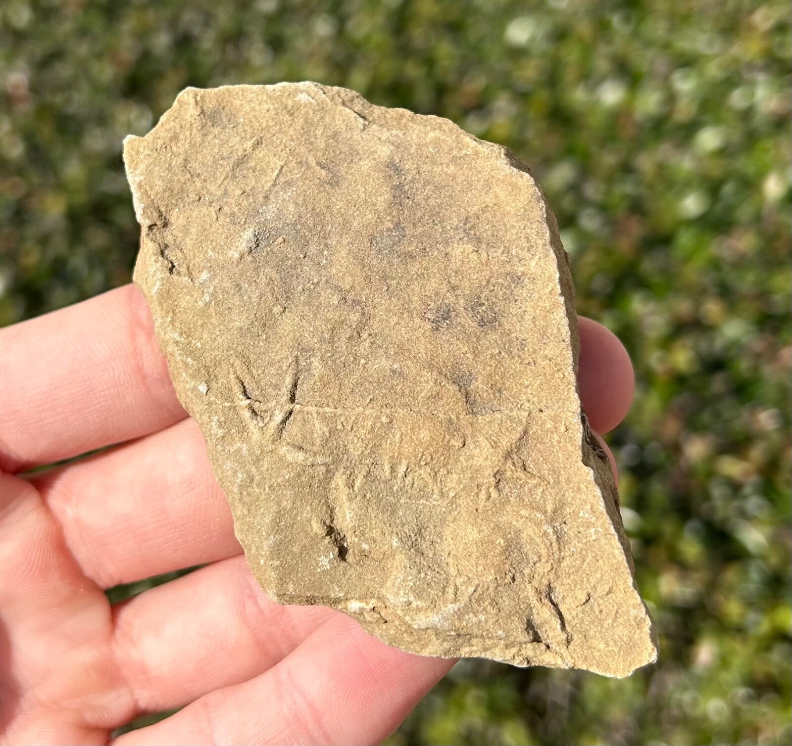 France Fossil Starfish in Matrix Asterie lumbricalis Triassic Age Echinoderm