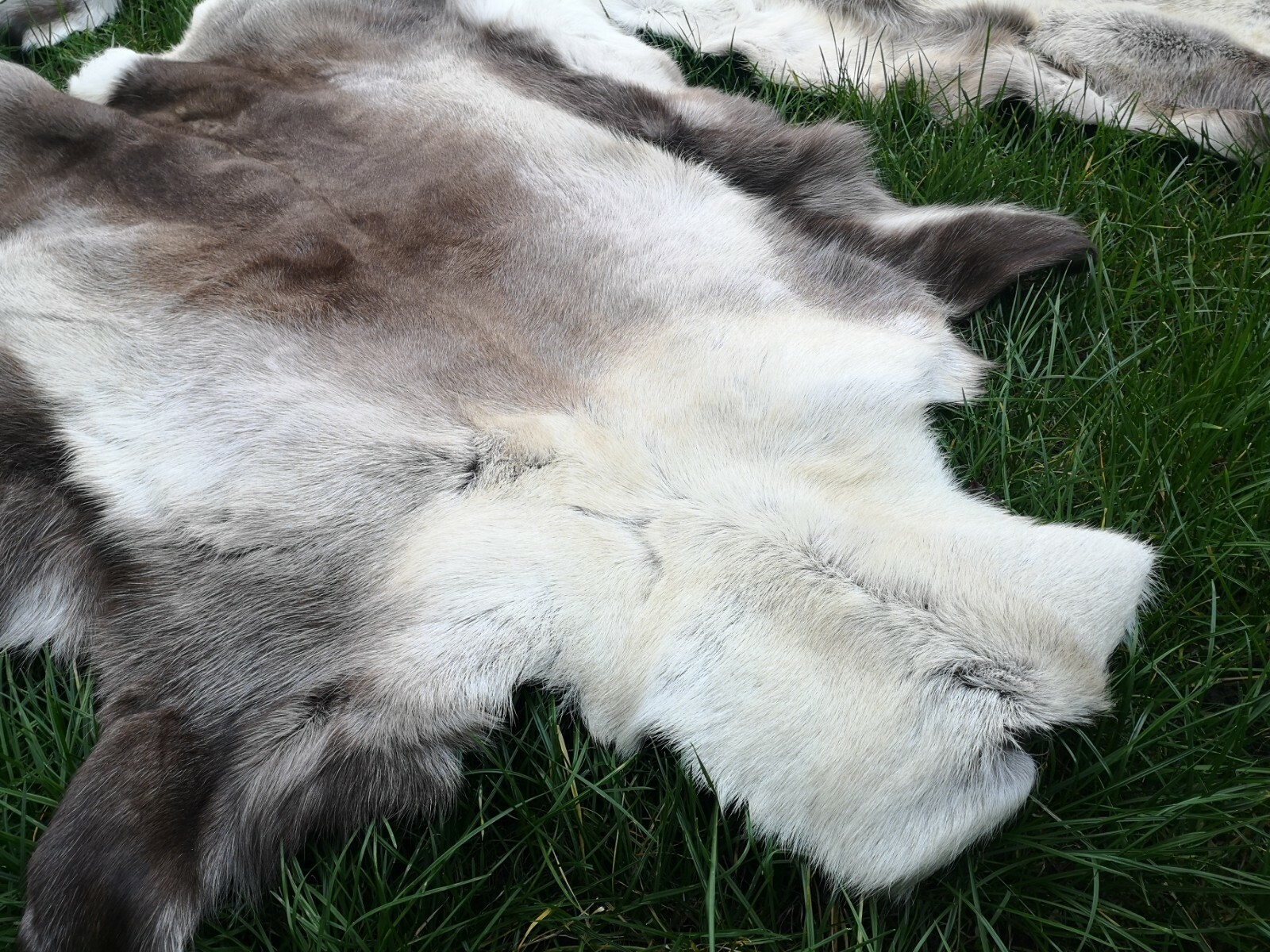 Top Öko XL Rentierfell Rentier Hirsch Fell Orginal Aus Finnland Premium Neu