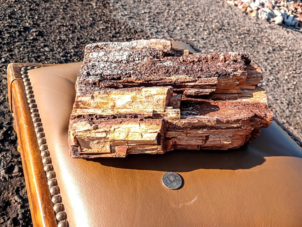 Petrified Wood For Display