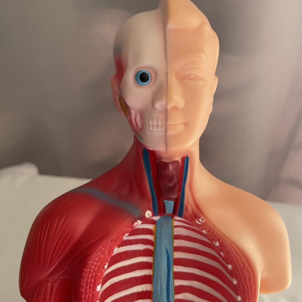 Skeleton Hands-On 3D Model Study Tool Medical Device For Learning No Organs
