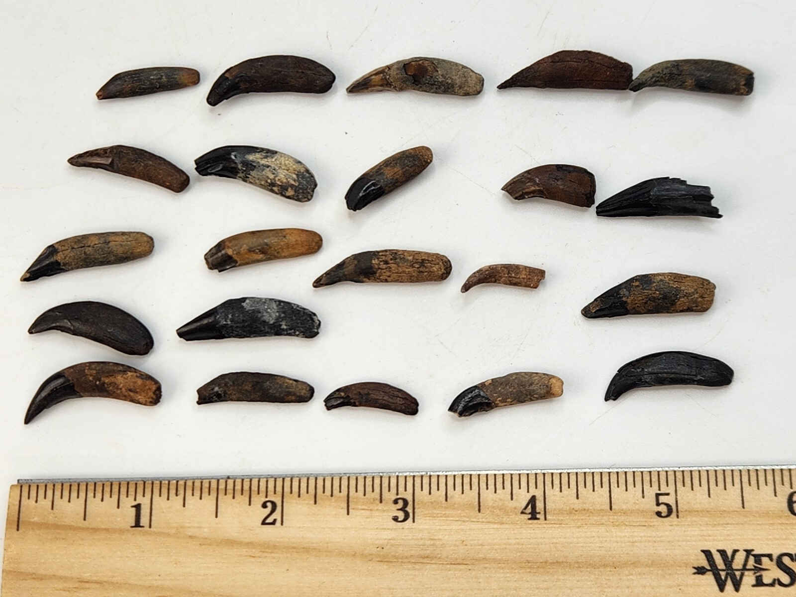 Raccoon Rooted Upper Canine Tooth Fossil - Florida Pleistocene - 1 Per Purchase