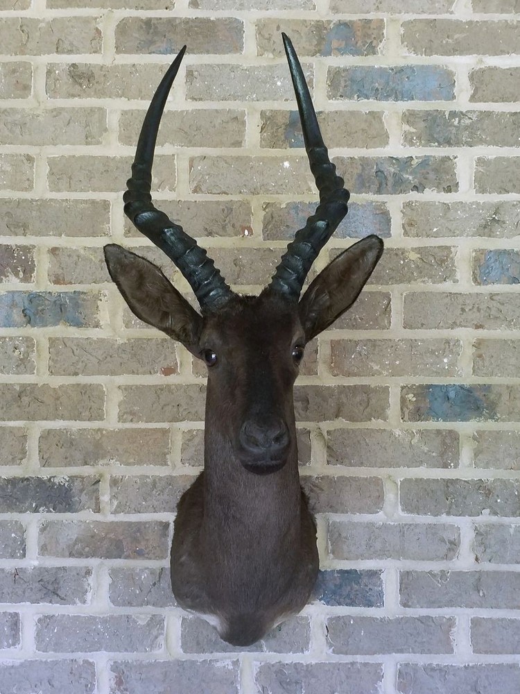 RARE Black Impala - Natural Coloration