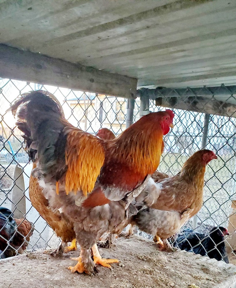 Blue Partridge Brahma Hatching Eggs 8+