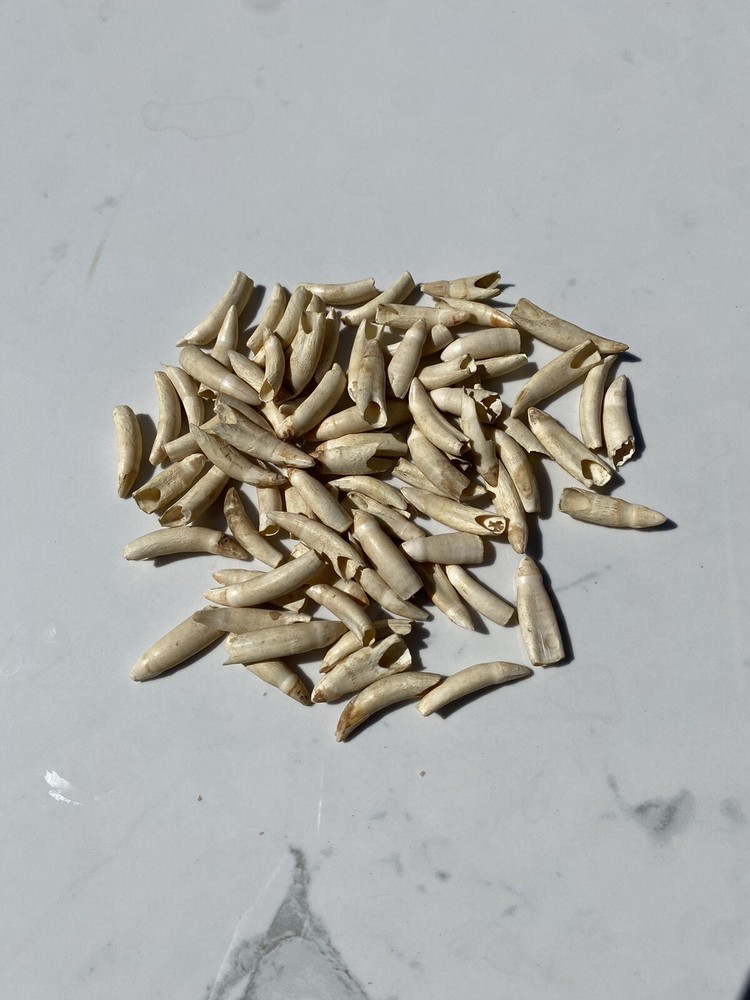Medium Florida Alligator Tooth