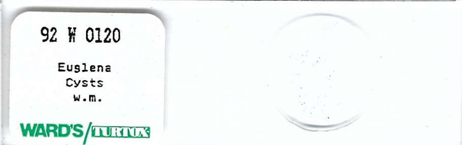 Euglena Cysts w.m. Microscope Slide