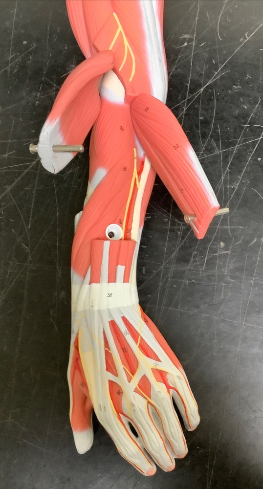 3B Scientific Human Anatomical Model | Left Arm German