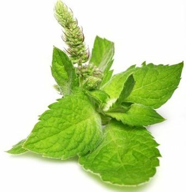 Peppermint Oil 15mL - Healing Luck Digestive Difficulties (Sealed)