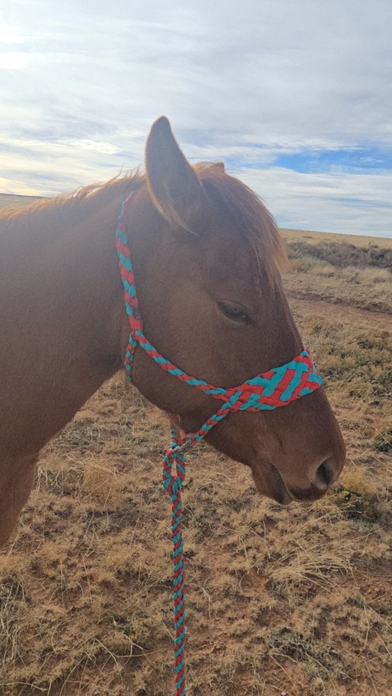 Mule Tape Halter With 8 Foot Lead