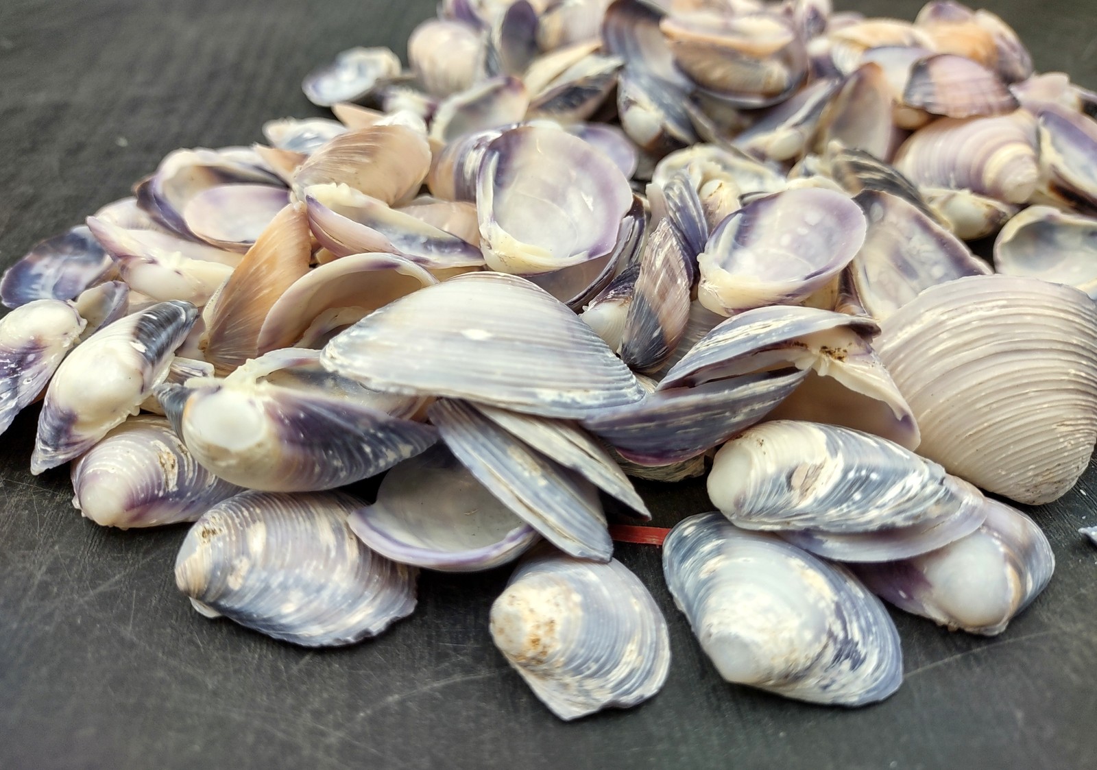 Purple Cay Cay Clam Seashells (approx. half cup +/-70 shells 0.5+ inches)