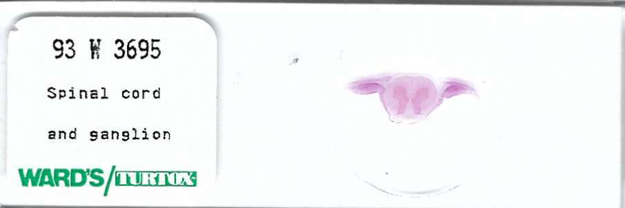 Spinal Cord and Ganglion Microscope Slide
