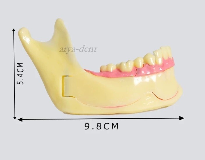 Dental Mandibular Tissue Teeth Anatomical Model Study Treatment Teach Model