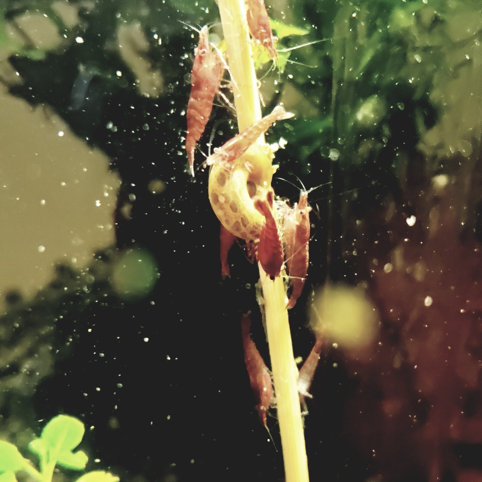 Shrimp Lollies Nano 60 CT Variety Pack (20/20/20) & 3 Holders