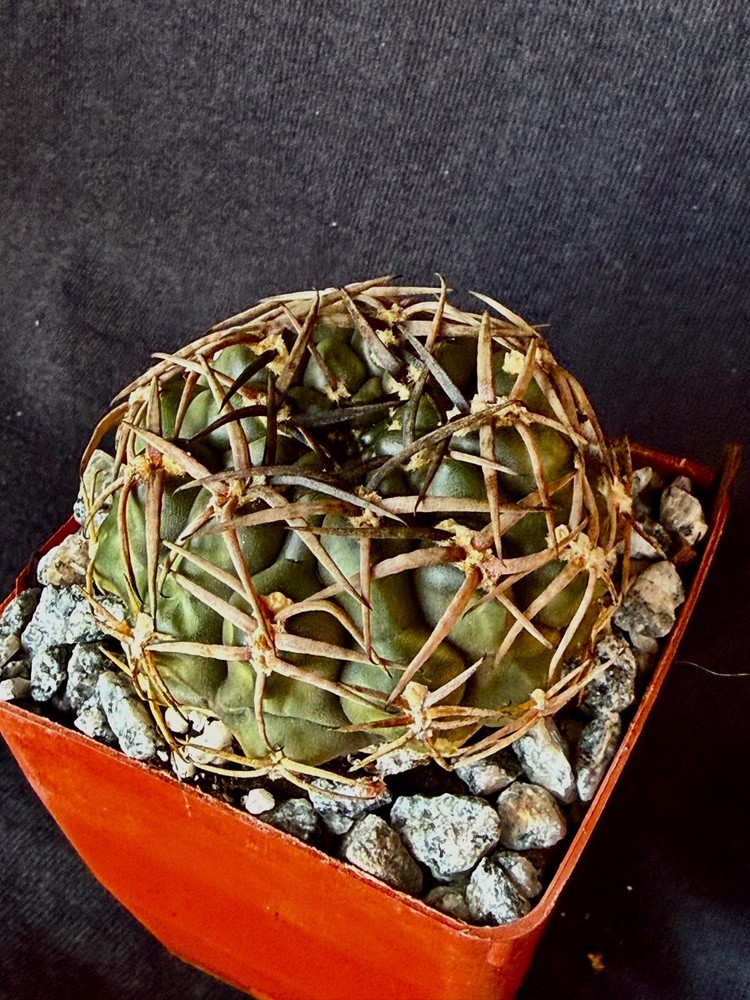 Gymnocalycium marsoneri, cactus plant