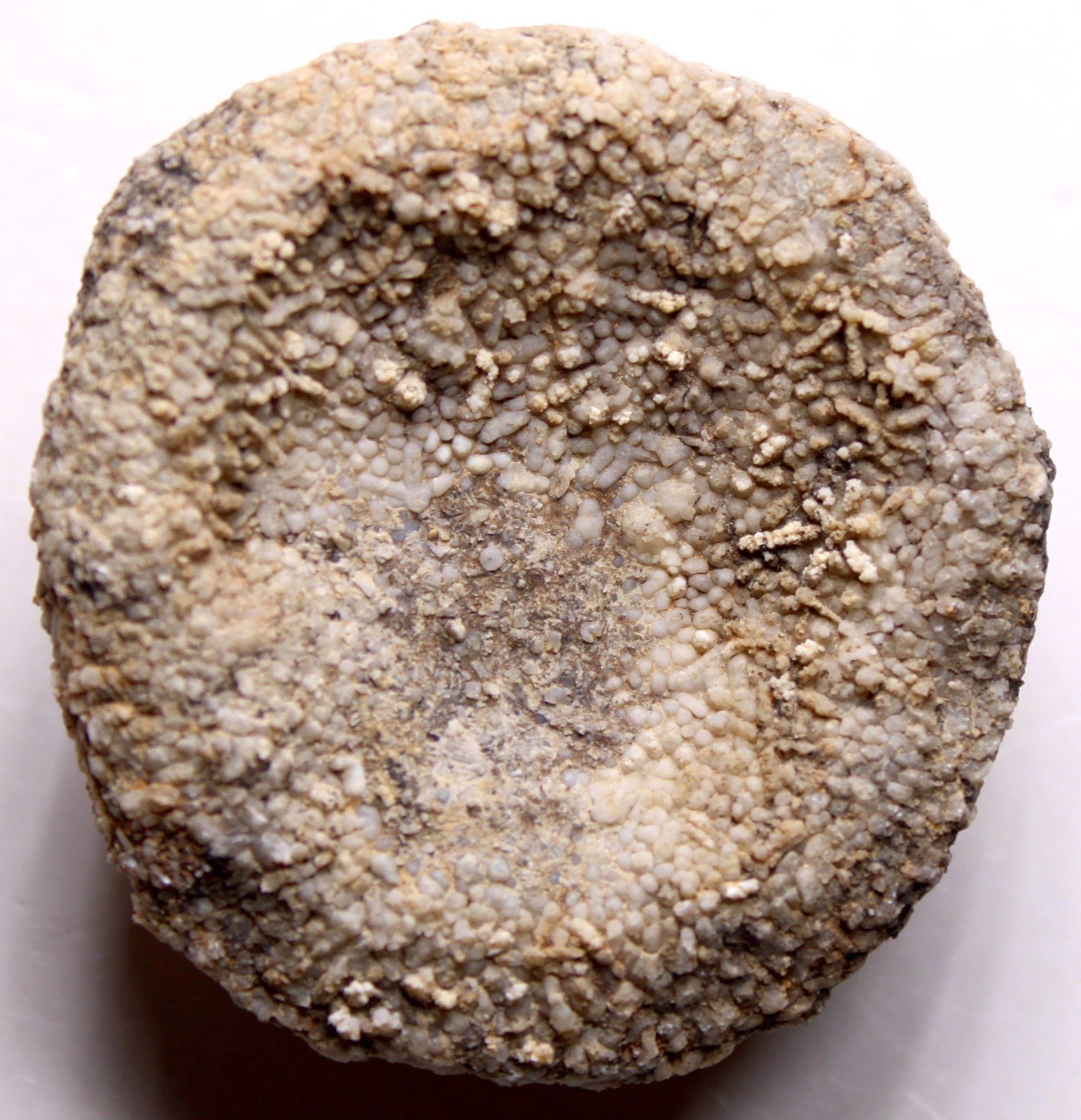 Astraeospongia meniscus Sponge Fossil Silurian Tennessee Brownsport Formation