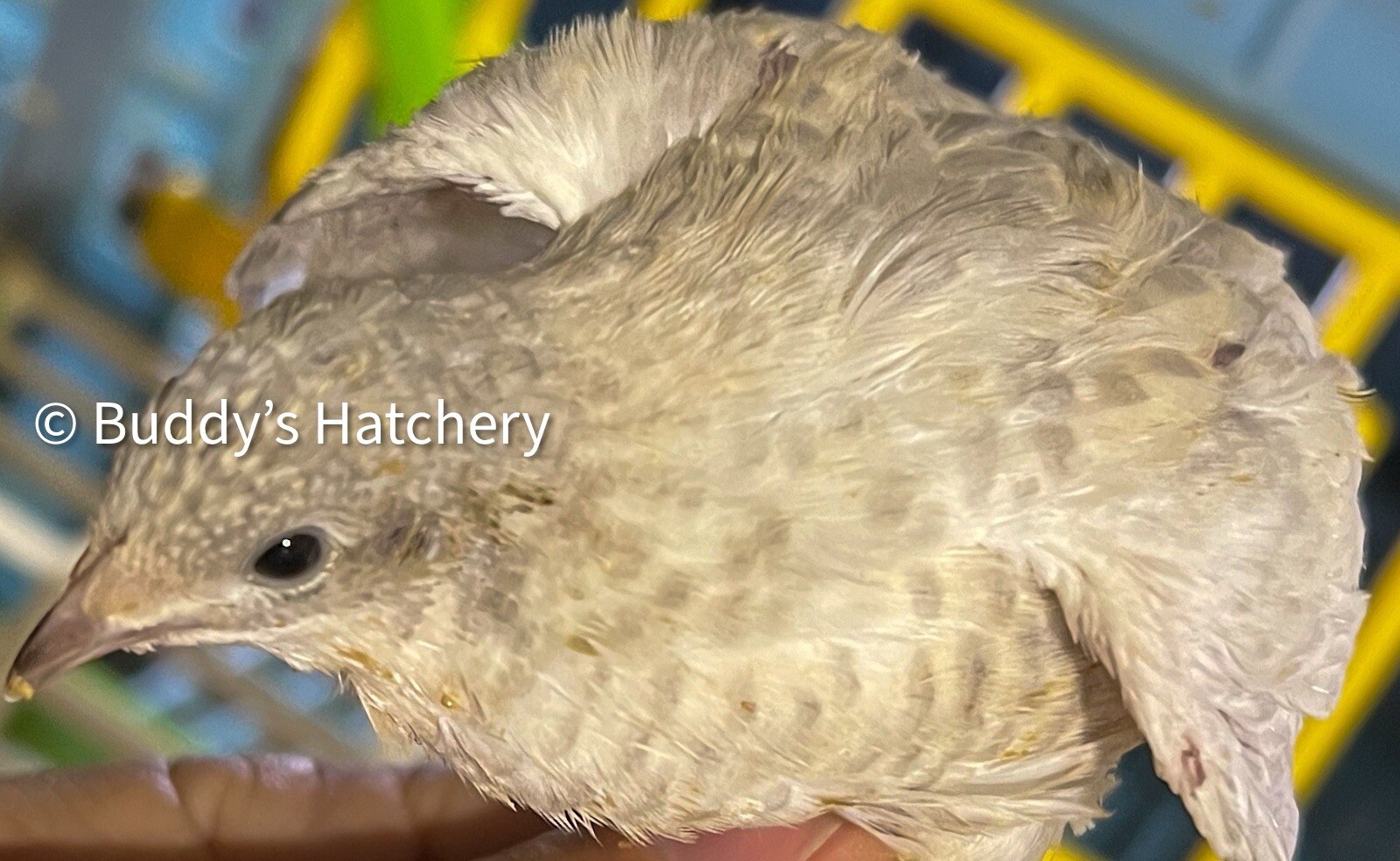 24 Button Quail Fertile Hatching Eggs Quail