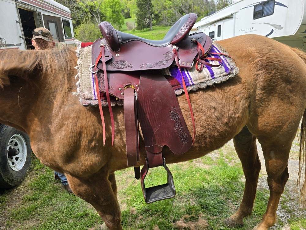16 Inch Hornless Saddle