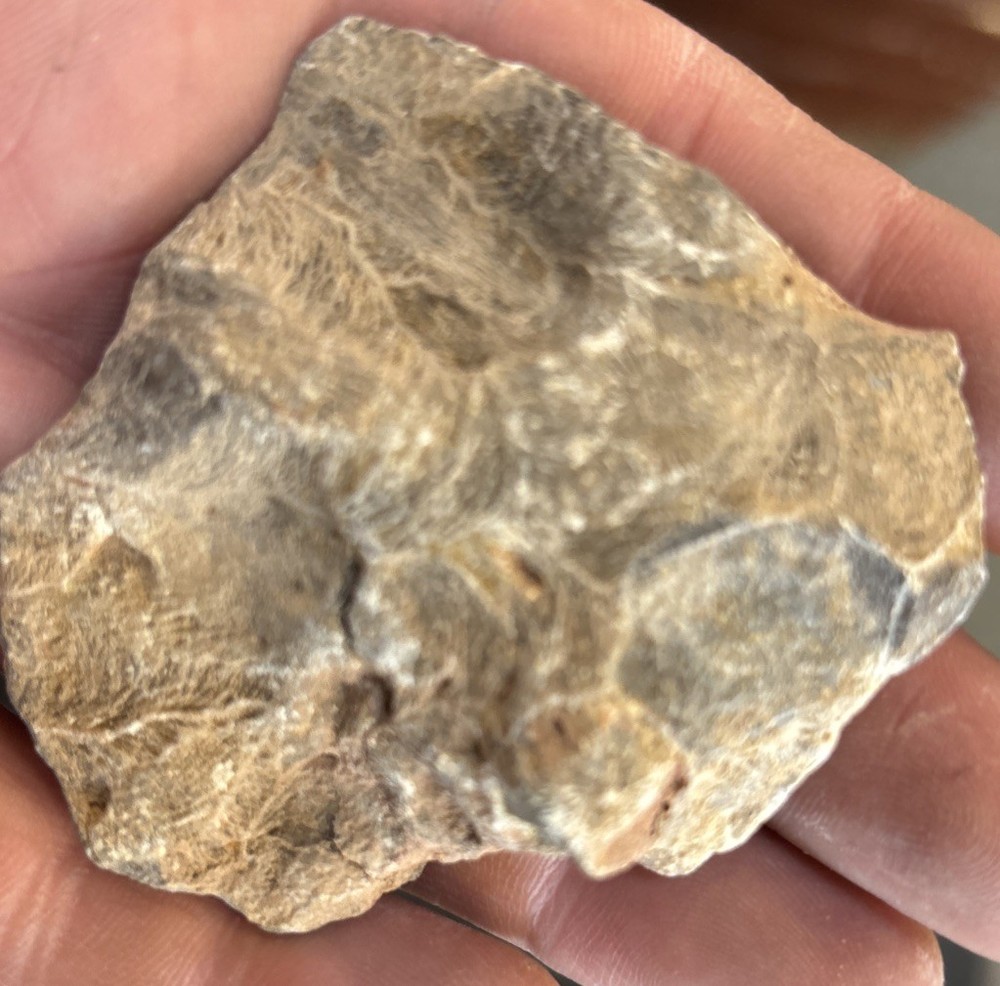 Petrified Coral End Polished