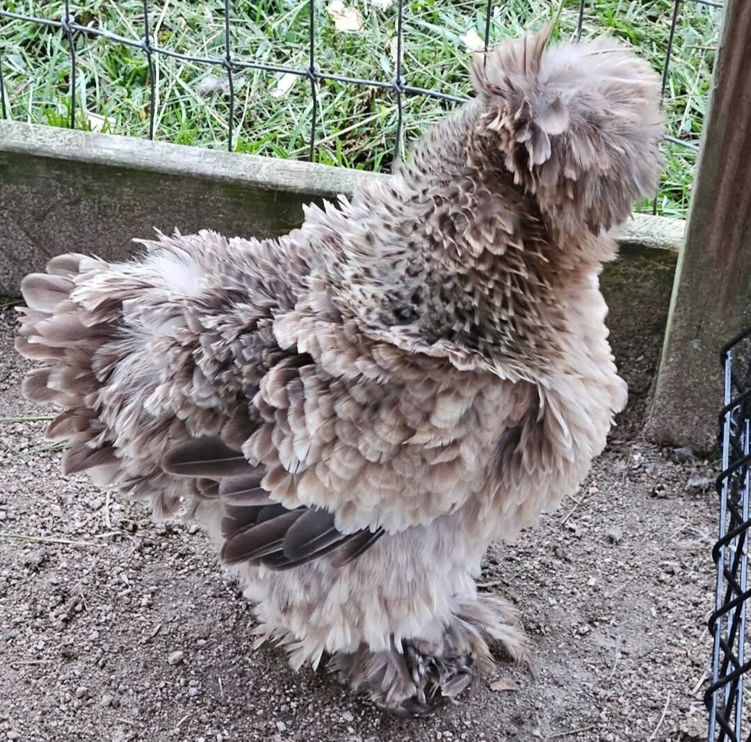 12+ Silkie, Satin, Frizzle Show Quality Hatching Eggs, NPIP Cert