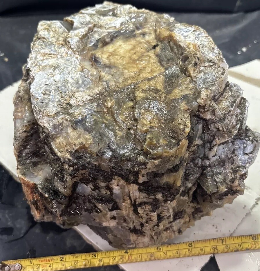 Silver Creek Junction petrified wood