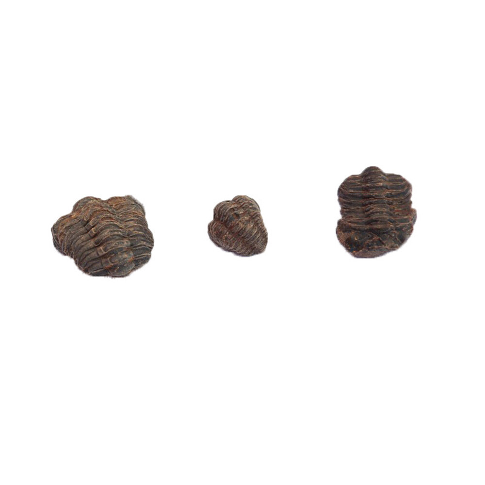 Random 1pc Mini Trilobite Fossil Reedops Phacops Devonian Stone Morocco Specimen