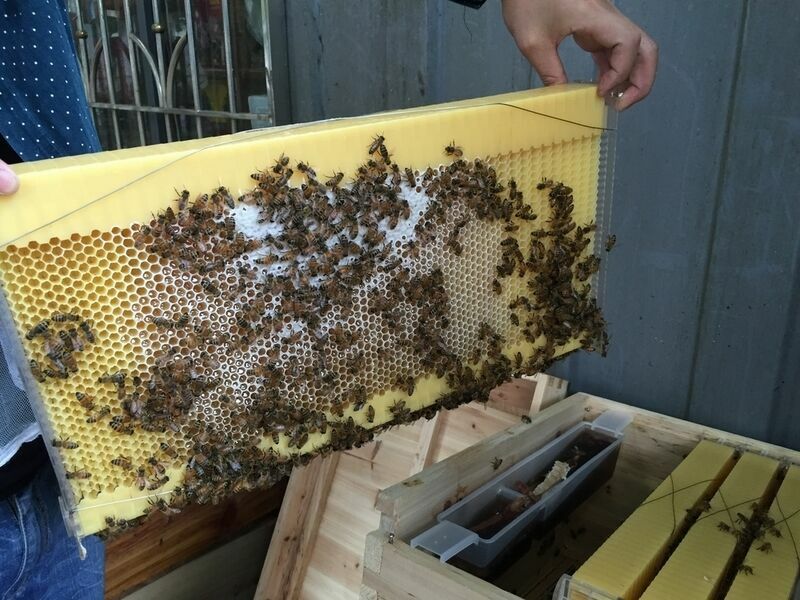 7 PCS Auto Honey Beehive Hive Beehive Frames KIT for Brood Beekeeping Box US