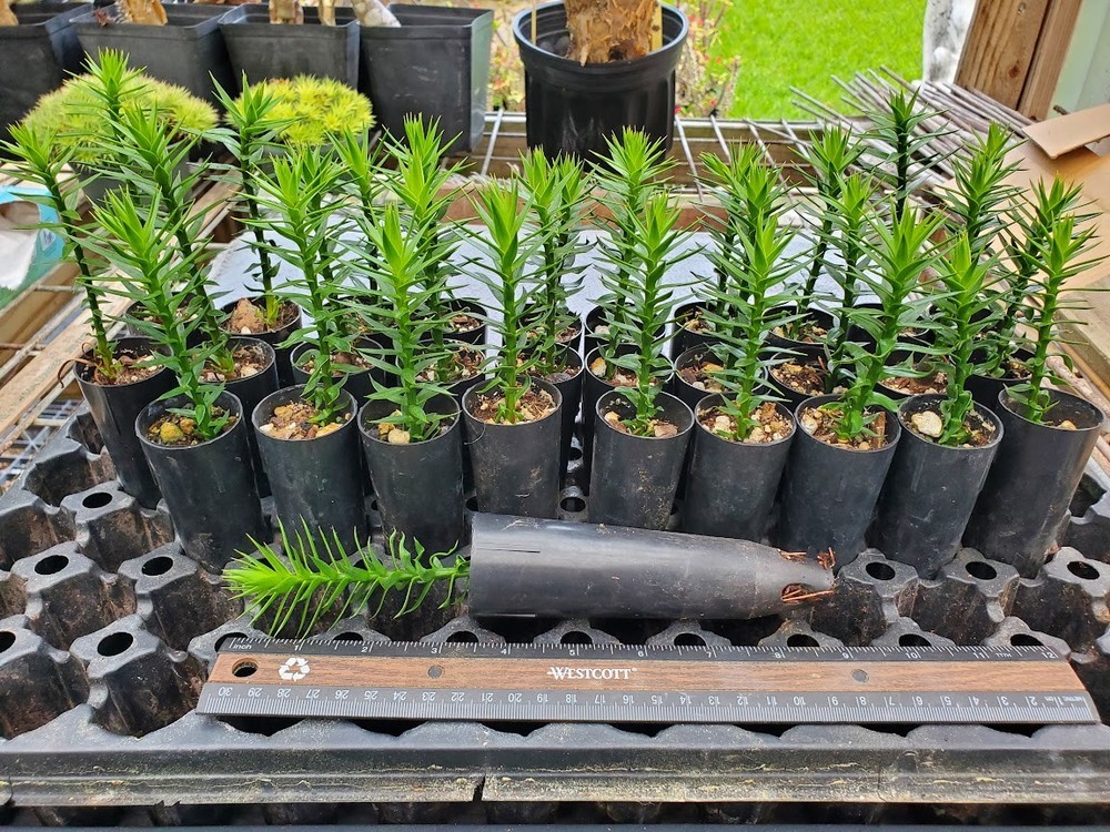 Monkey Puzzle Tree Seedlings - Araucaria