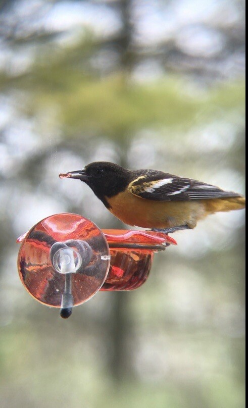 Window Oriole Freeder
