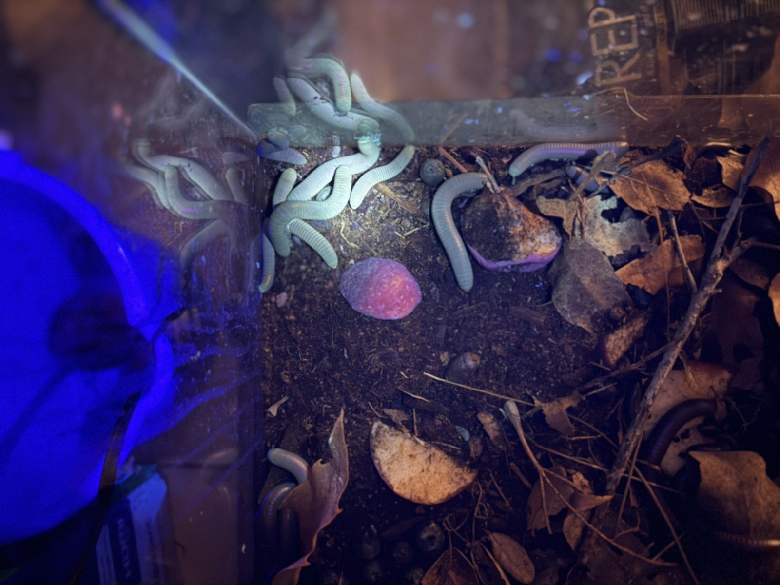 UV REACTIVE Hiltonius Pulchrus Millipede 5 Compost Classroom Pet Millipede Only