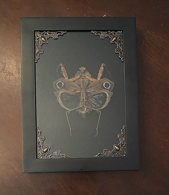 Preserved Death Mantis in Shadowbox Frame - oddities - gothic - gothic decor