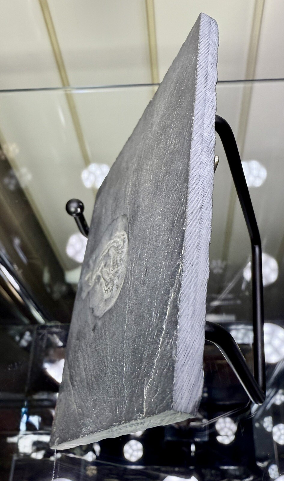 Bundenbachia Beneckei Starfish Fossil ~ Bundenbach Germany ~ Devonian Period