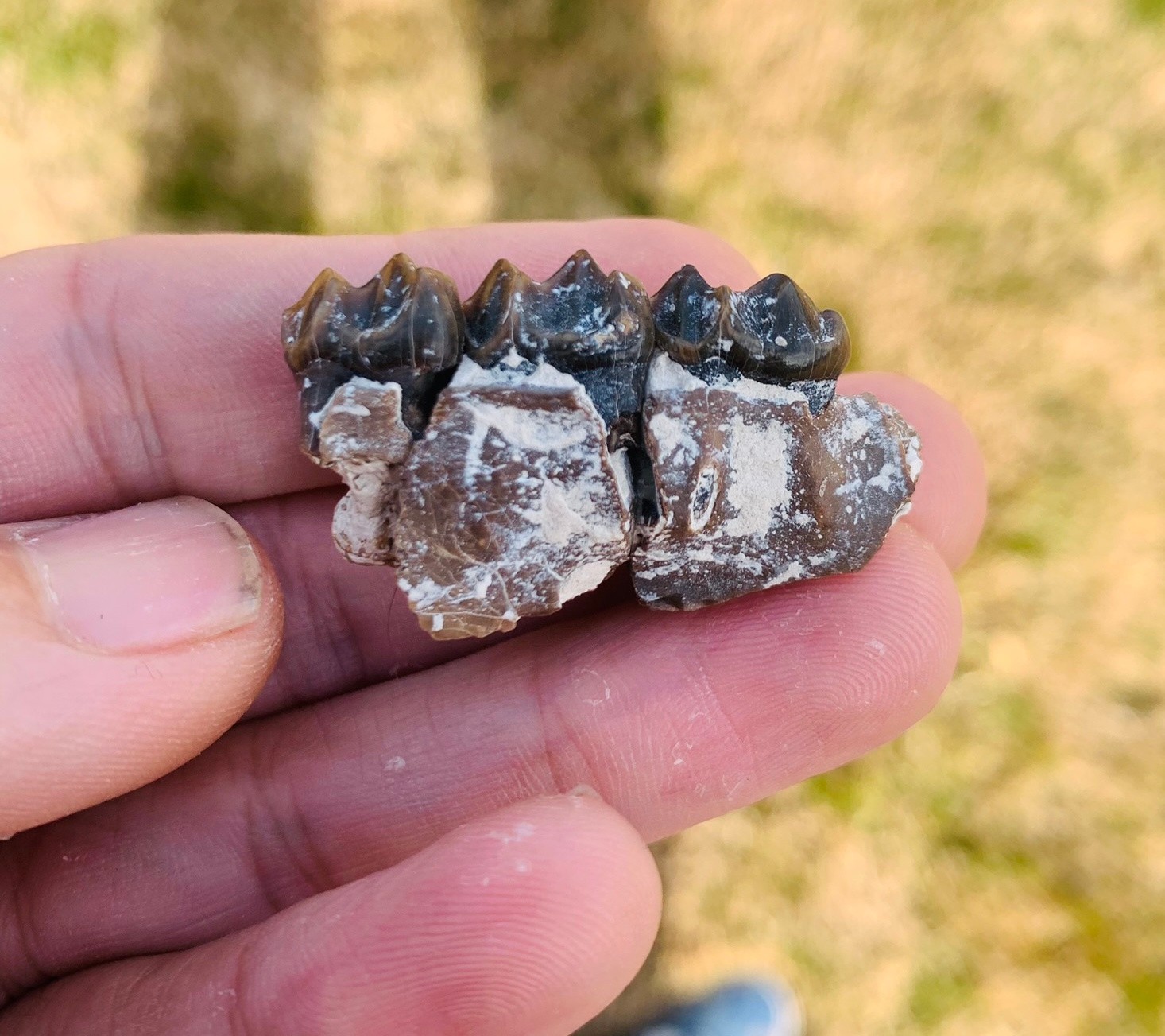 Fossil Horse Mesohippus palate with teeth, White River Badlands, mammal fossils
