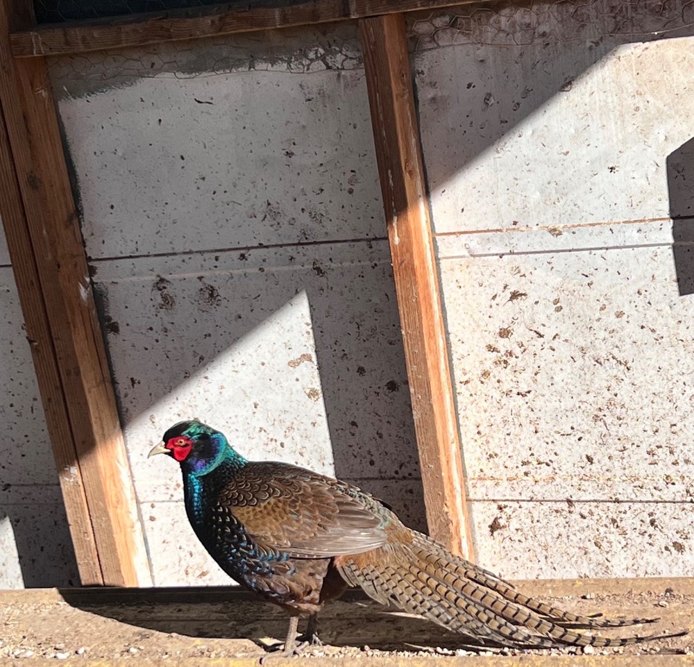 8 Pheasant hatching eggs - shipping now
