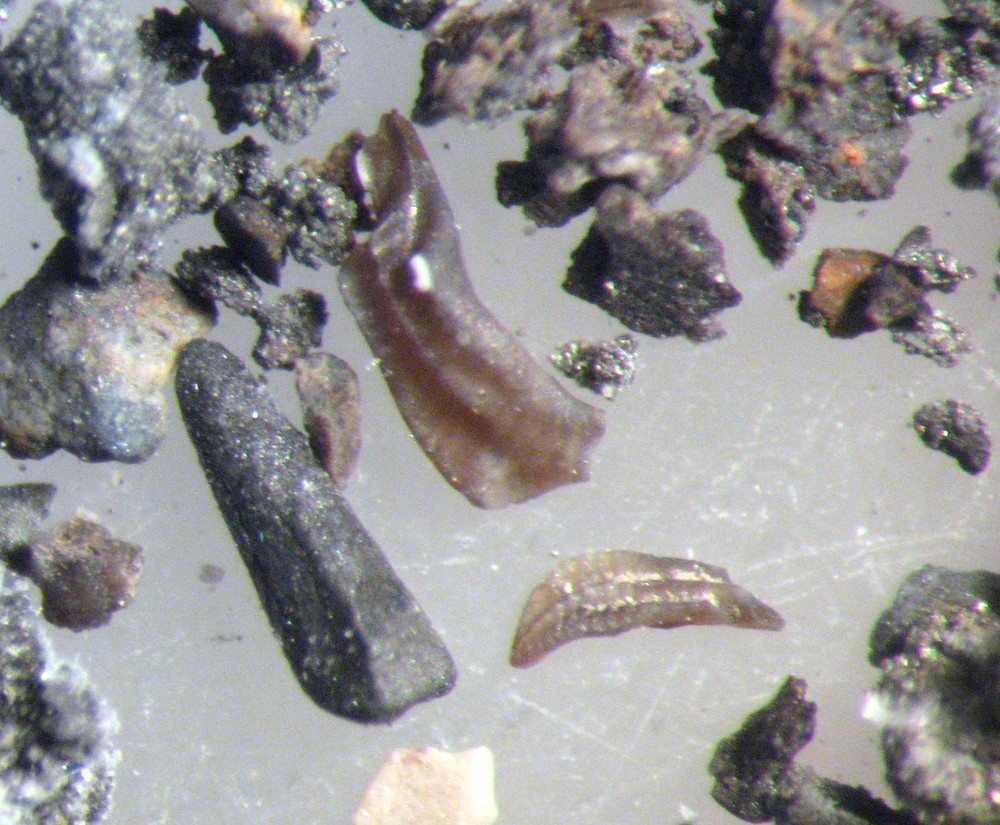 Devonian Conodont microfossil matrix sample LOWER Beechwood Limestone rich