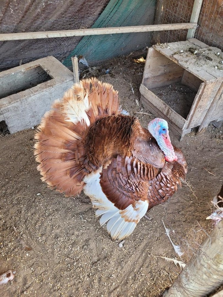 (8) FERTILE BARNYARD MIX TURKEY HATCHING EGGS