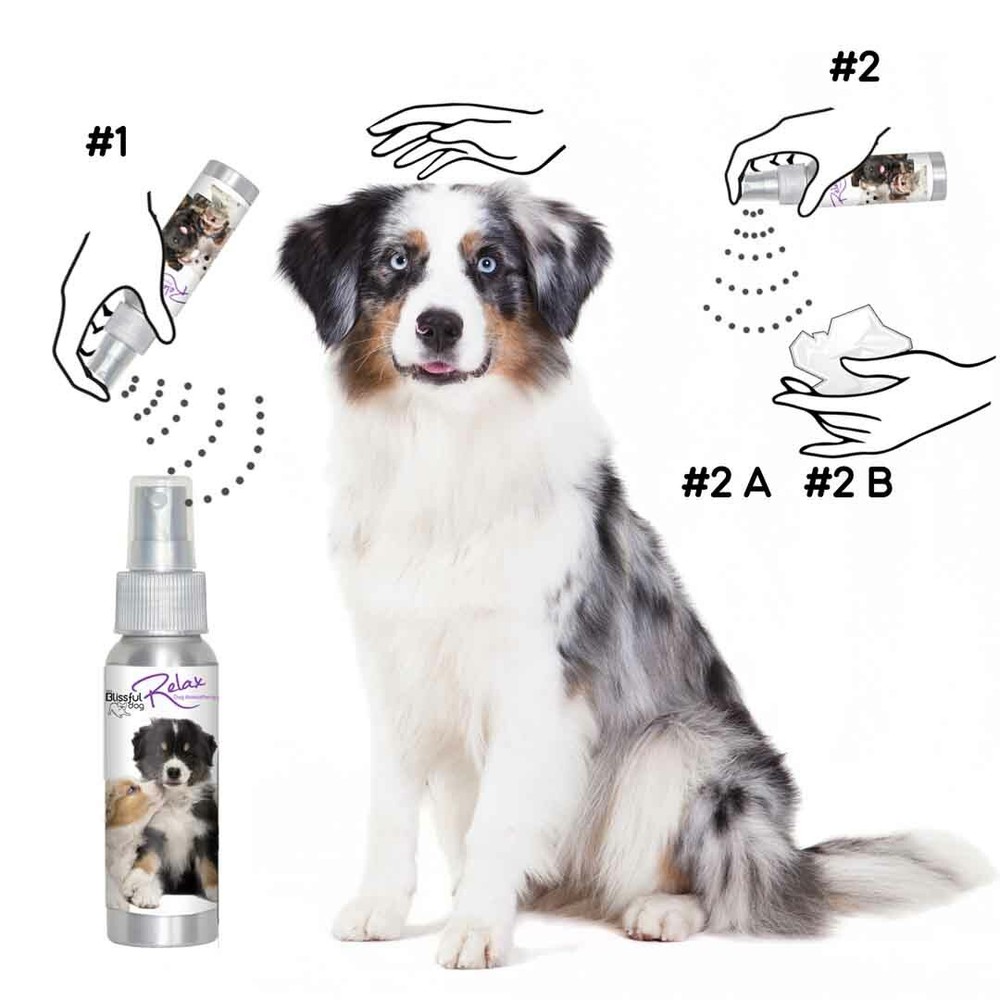 Australian Shepherd Relax Aromatherapy | Calms Your Anxious, Scared Aussie Dog