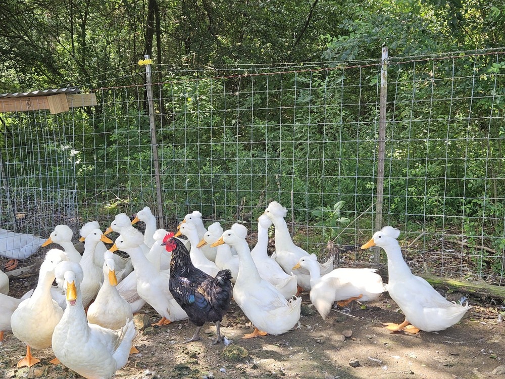 10+2 White Crested Duck Hatching Eggs