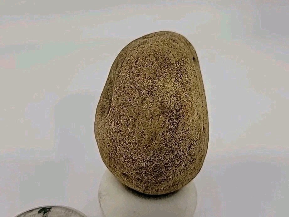 Real Permineralized Reptile Egg Fossil
